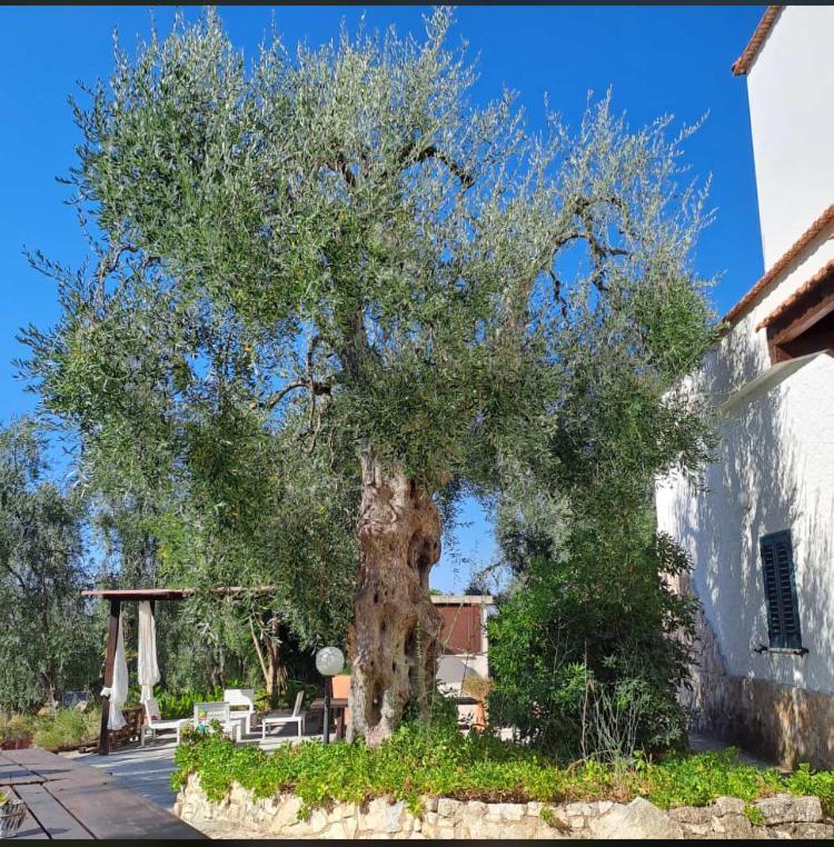 ויאסטה Azienda Agricola B&B Macchiaria מראה חיצוני תמונה