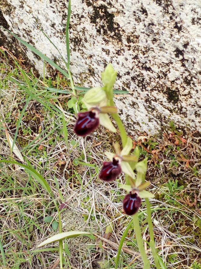 ויאסטה Azienda Agricola B&B Macchiaria מראה חיצוני תמונה