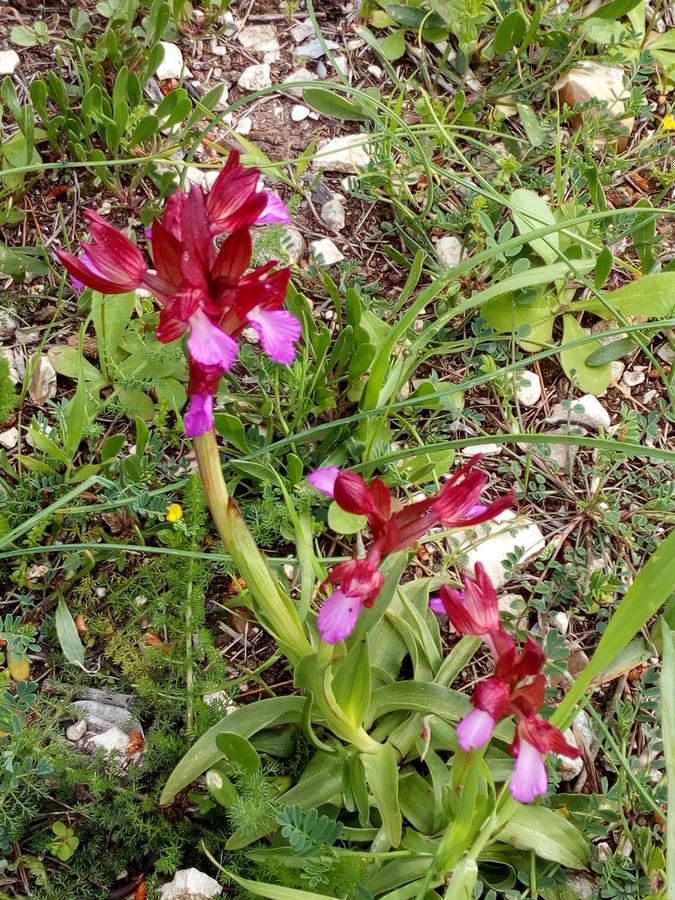ויאסטה Azienda Agricola B&B Macchiaria מראה חיצוני תמונה